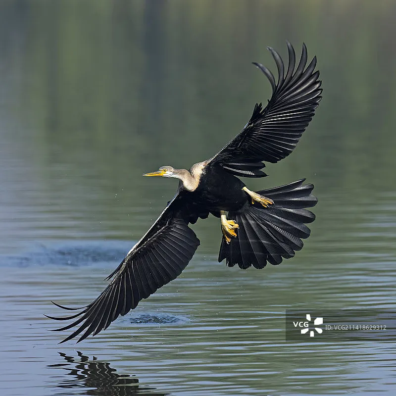 Iflight Chimera7 Pr…