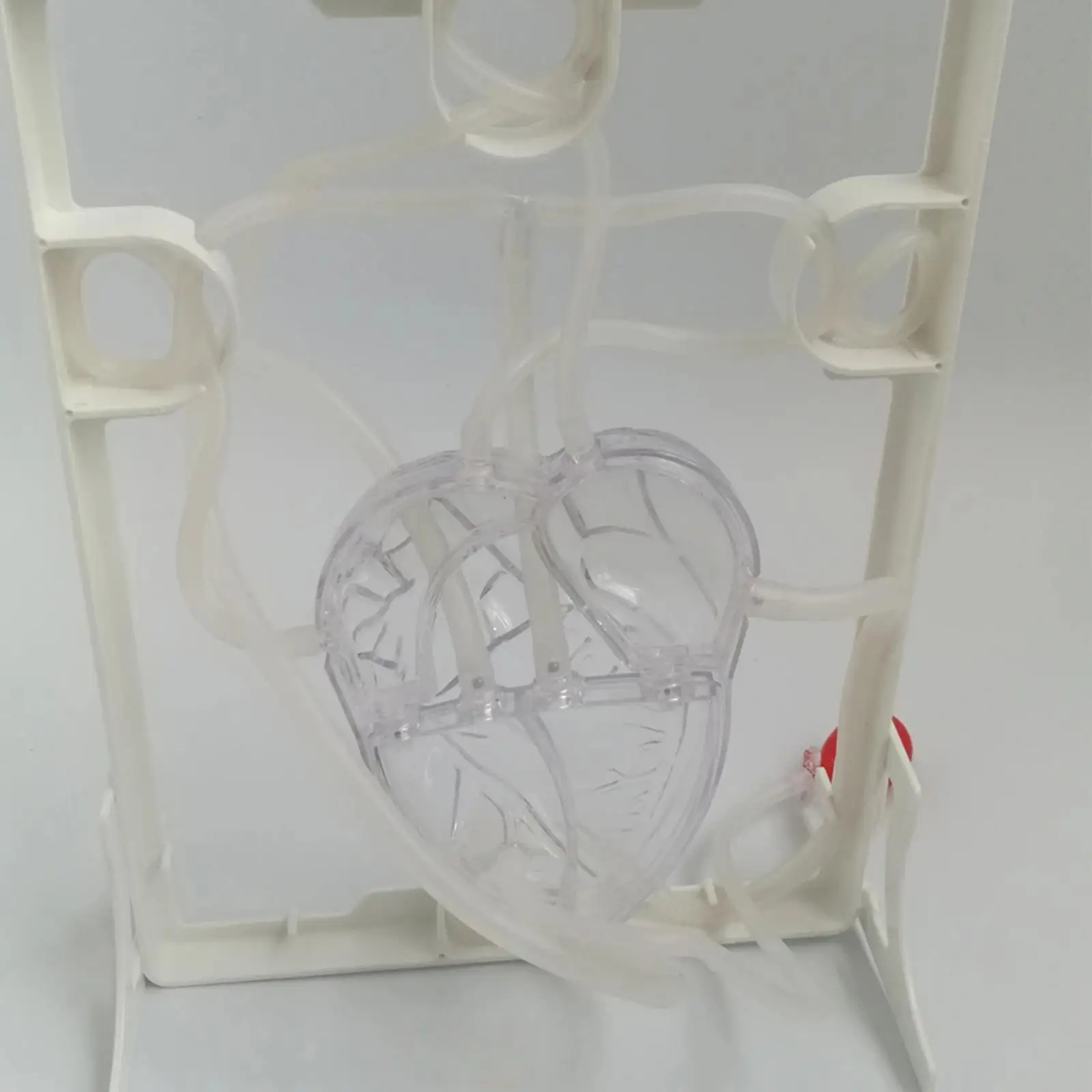 Human Heart Model ABS Educational Toy Science Teaching Aid Heart Circulation Anatomy Structure for Classroom Learning