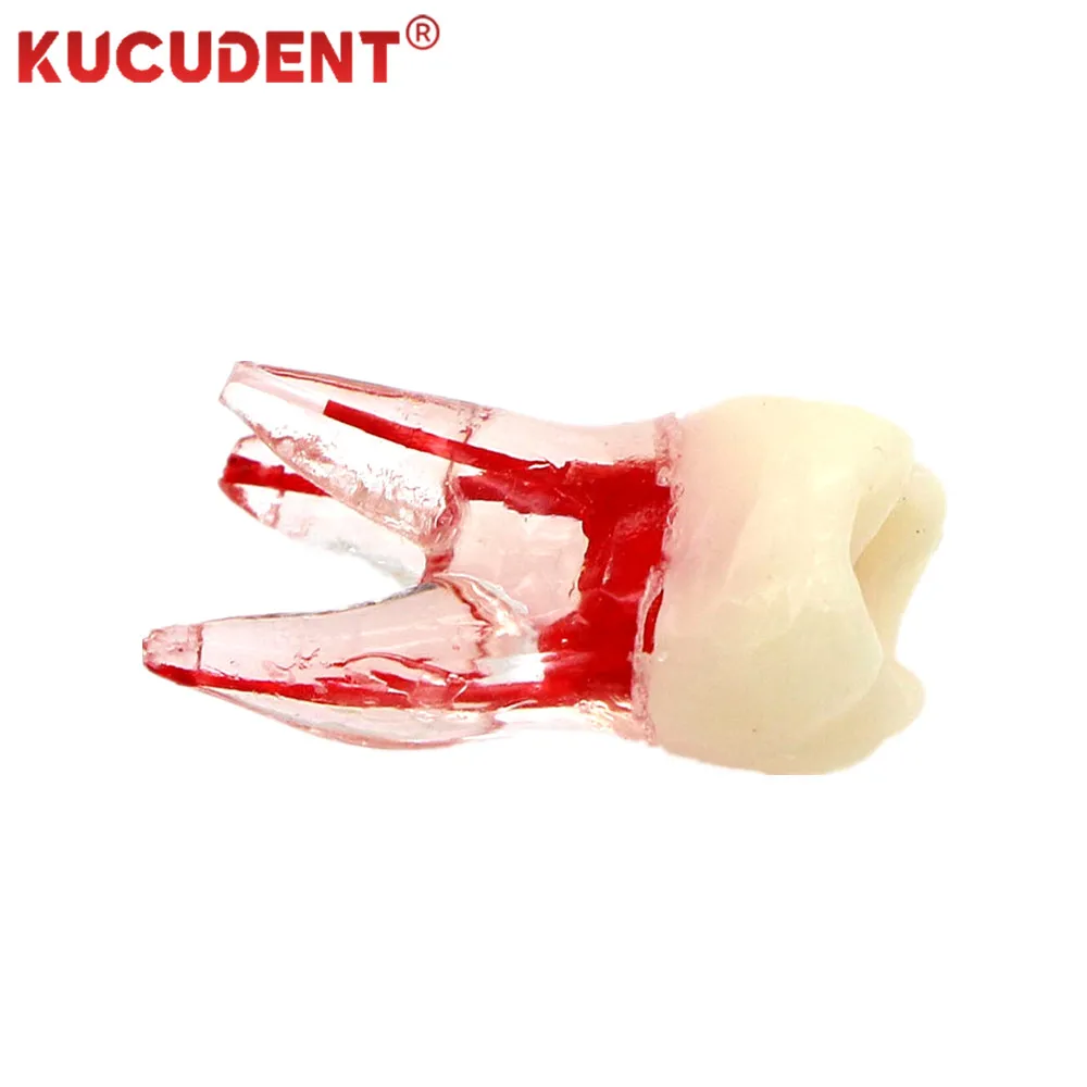 Dental Model Endo Teeth Root Canal Models Endodontic File RCT Practice Block Pulp Cavity Training Lab for Student Teaching Study