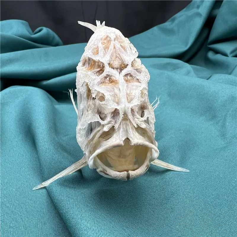 1 pcs Real Pine Ball Fish Skeleton Skull Taxidermy Art Deco 12-16cm