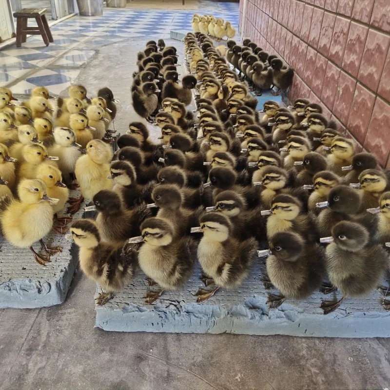 Real Duck Specimen Background Design Shooting Teaching Craft Jewelry Children's Toy Gifts Home Decoration Taxidermy Sculpture