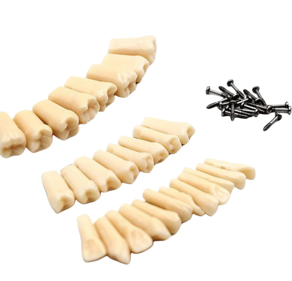 

28 шт., модель зубов для стоматолога, техника, подготовка, съемные модели для обучения стоматологии зубов, 28 шт./32 шт.