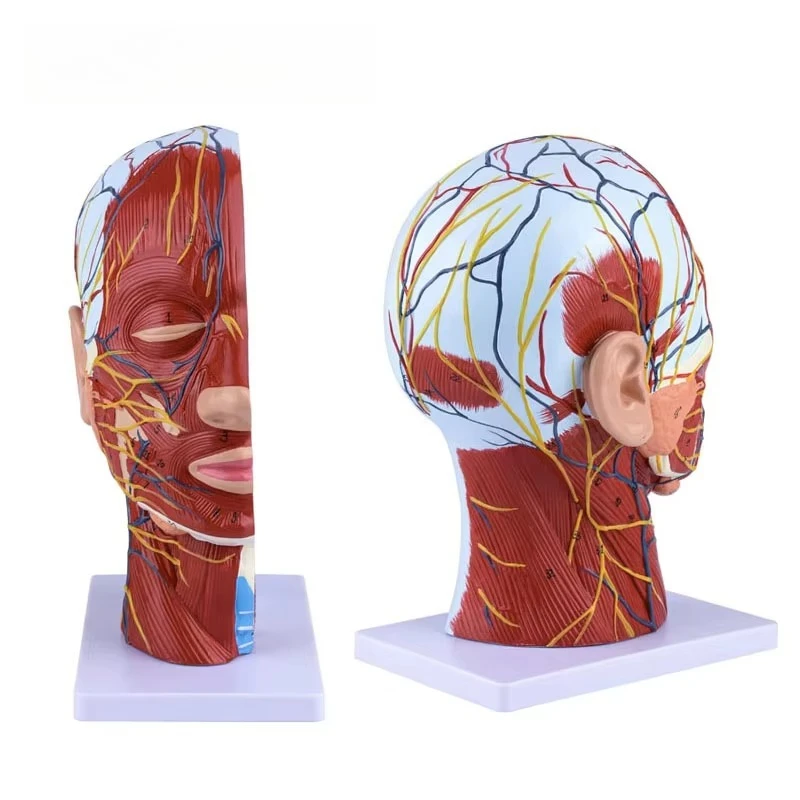 Head Neck Superficial Nerve Vascular Muscle Model,Human,skull with muscle And Nerve blood vessel,School medical teaching supply