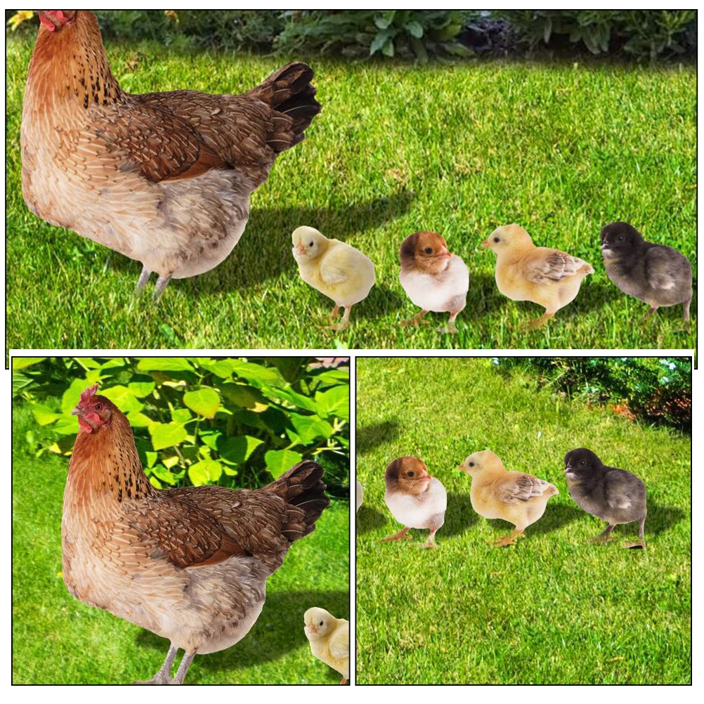 

1 set Simulated Hen Floor Insert Chicken Stake Acrylic Material Durable Garden Decor Yard Ornament Lawn Sign Outdoor Adornment