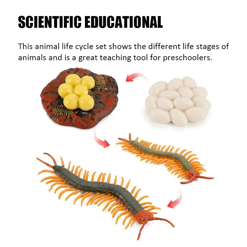 Centipede Growth Cycle Simulation Insects Toys Set Animals Life Cycle Model Children's Cognitive Educational Toys Biology Gifts