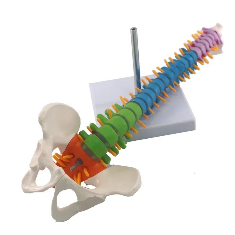 45CM Human Spine with Pelvic Model Anatomical Anatomy Spine Medical Model School Medical Teaching Science Supplies