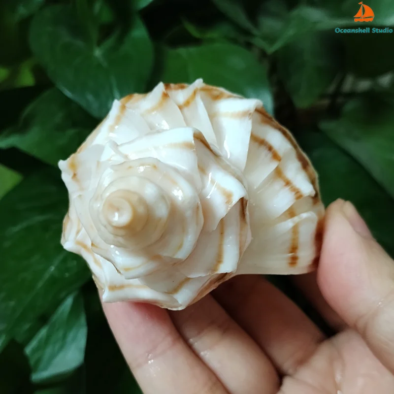 9-11CM Neptunea Cumingii Sea Shell Large Conch Conch Specimen Collection Fish Tank DIY Photography Props