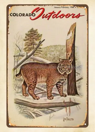 wall hanging ideas bedrooms 1966 Colorado Outdoors Bobcat metal tin sign