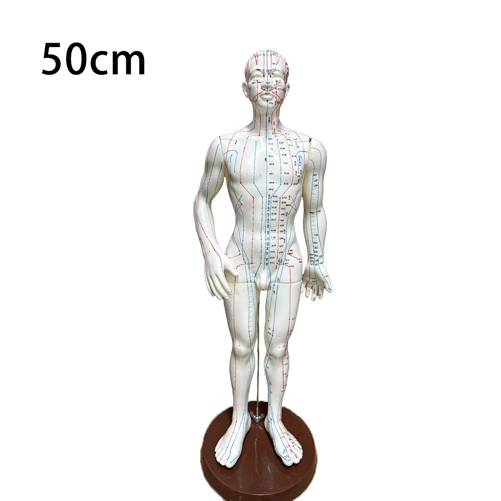 Professional Meridian Acupoint Model for TCM Teaching