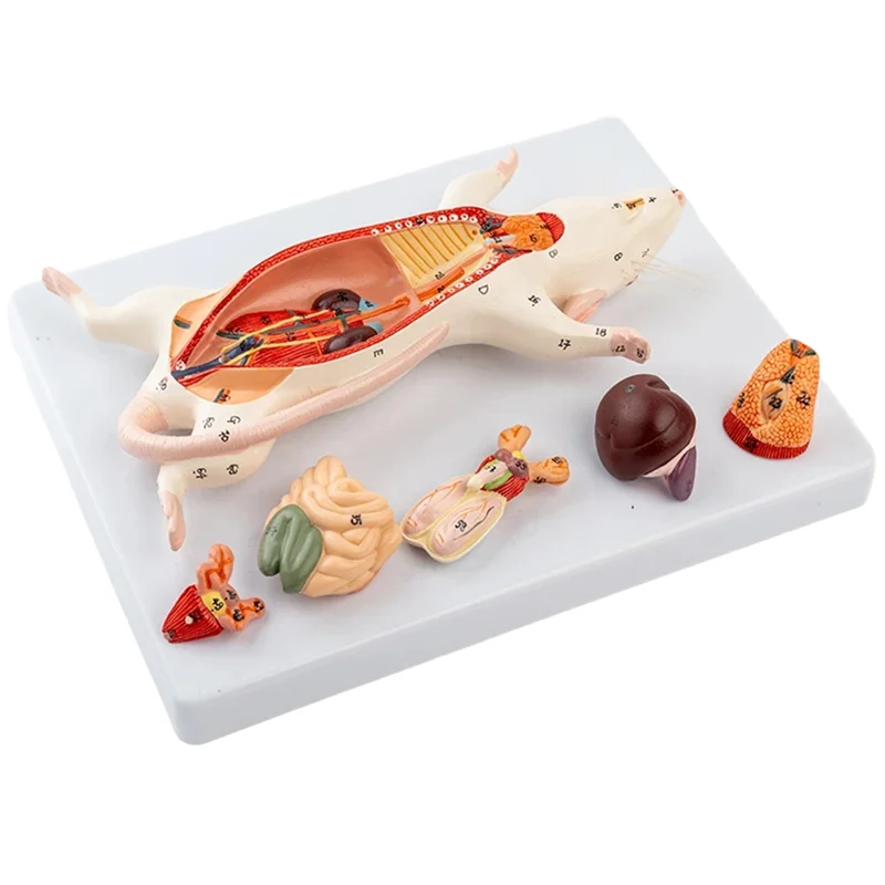 A29F-Rat Modello di Anatomia Mouse Bianco Organo Interno Struttura Anatomia Biologia Insegnamento Sperimentale Animale Allevamento Anatomico