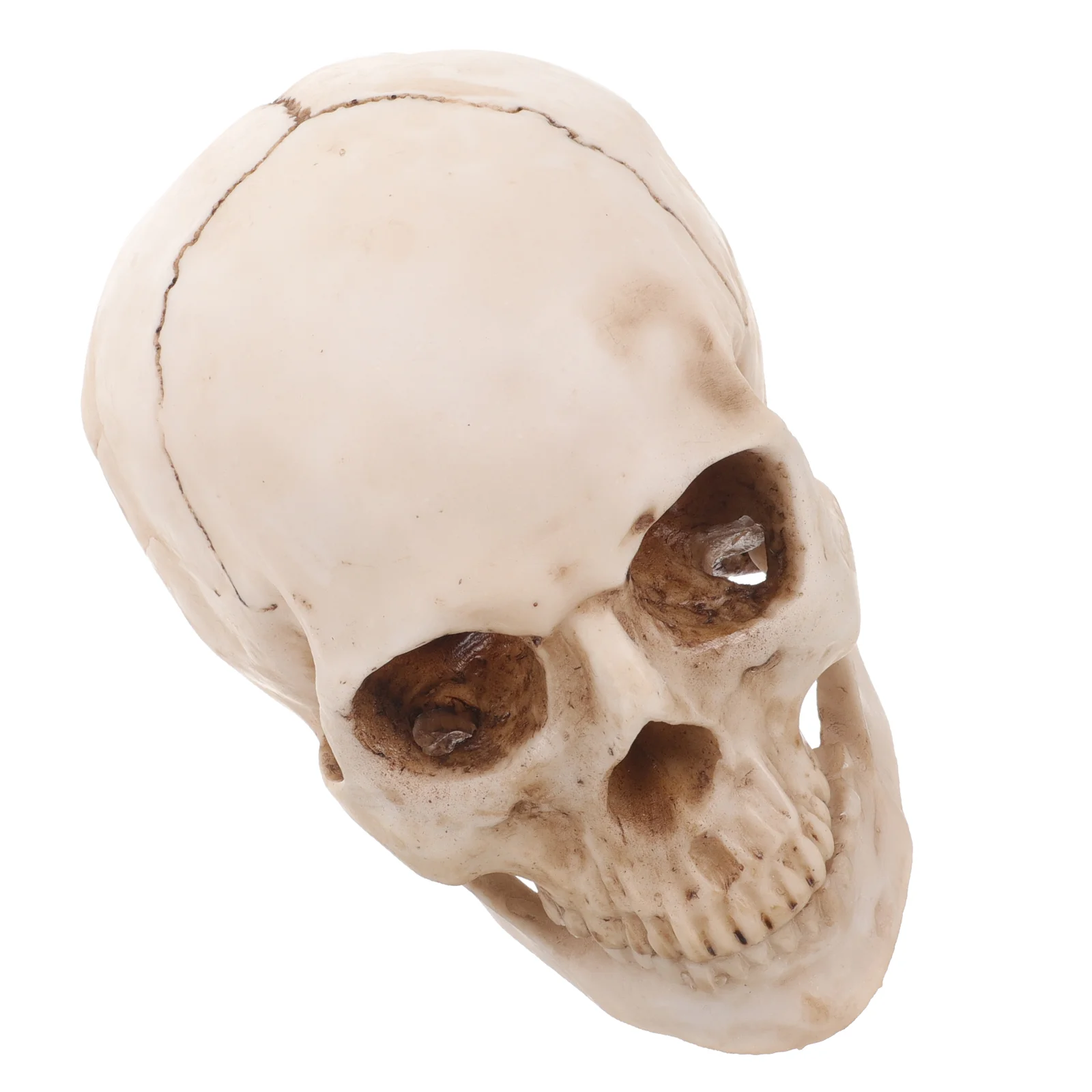 Halloween Decoration Human Skull Head Statue Replicate for Science Model Aldult