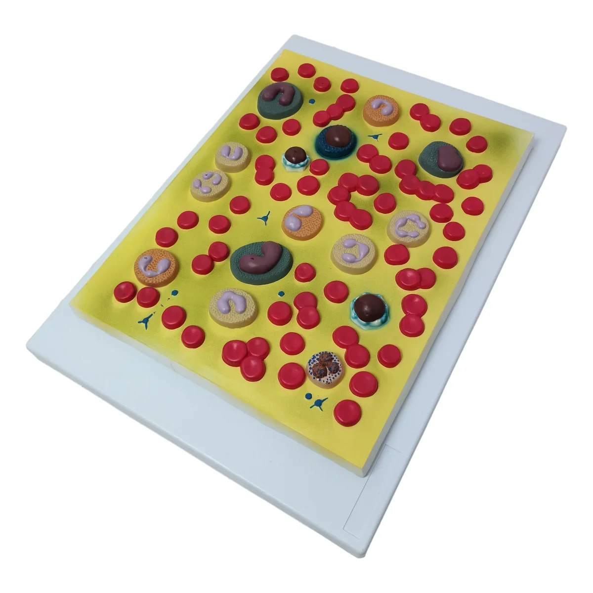 Medical Science Teaching Resources Biology Education Simulates Demonstration Enlarged 2000 Times fast shipping
