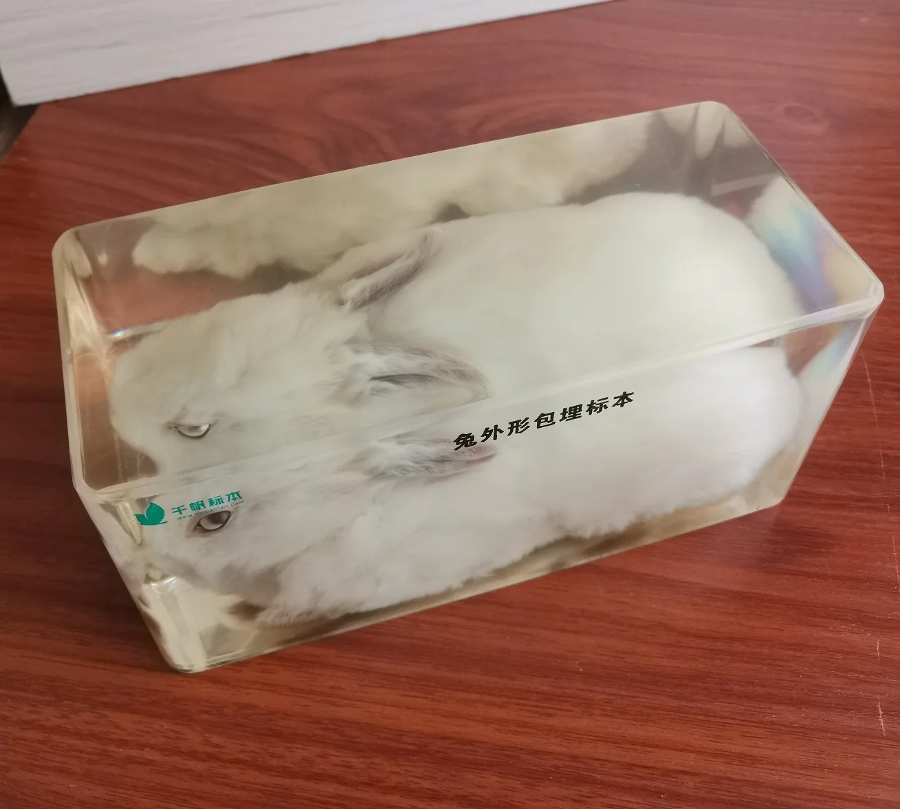 

True Rabbit Appearance Specimen Transparent Resin Embedded Specimen Teaching Animal Specimens Teaching Tools