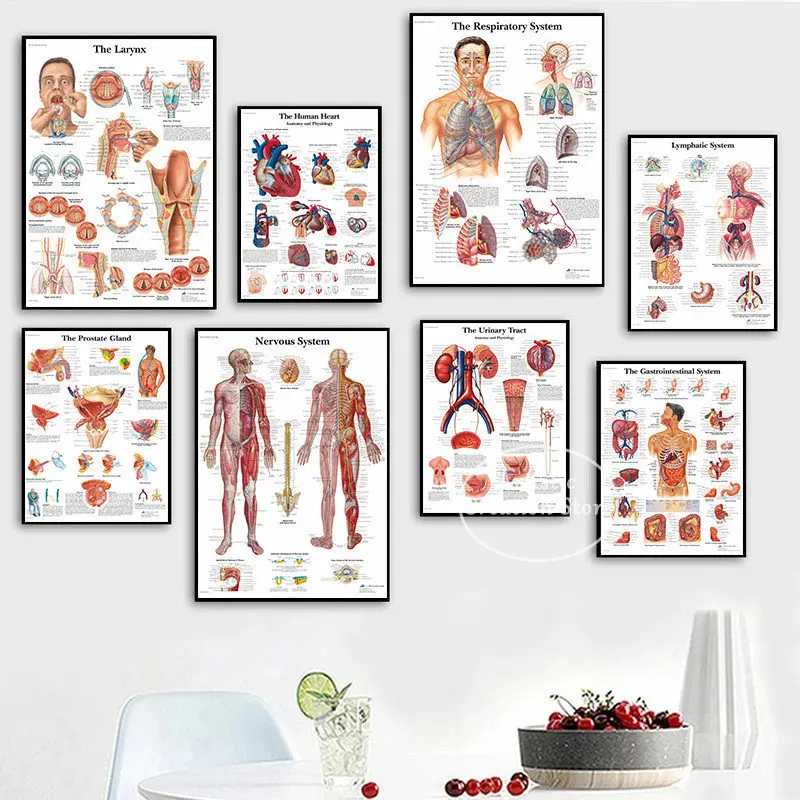 Human Anatomy Muscles System Poster Medical Educational Body Map Chart Art Picture Prints Canvas Painting Clinic Wall Decor Gidt