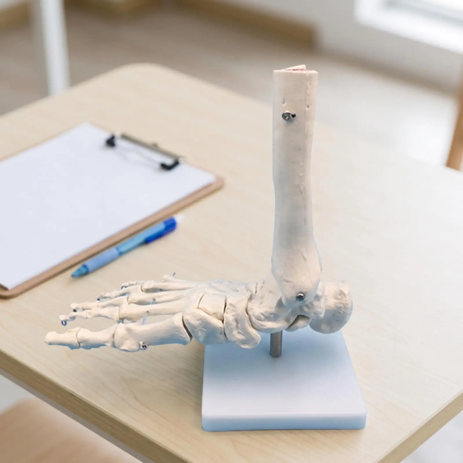Medical Foot and Ankle Anatomy Model Accurate Human Foot and Ankle Model Desktop