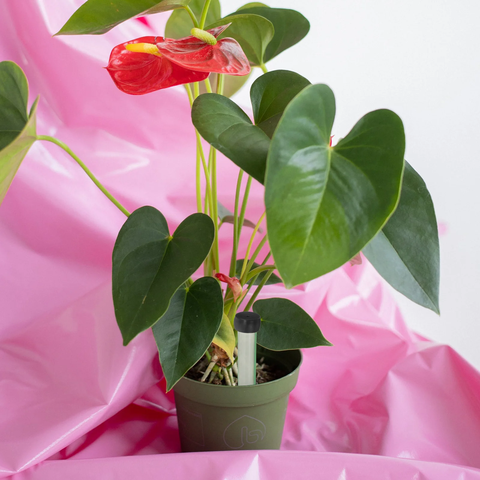 

50Pcs Fresh Flower Water Tubes Transparent Plastic Stem Holders Nutrient Tubes for Floral Arrangements Flower Vials for Fresh