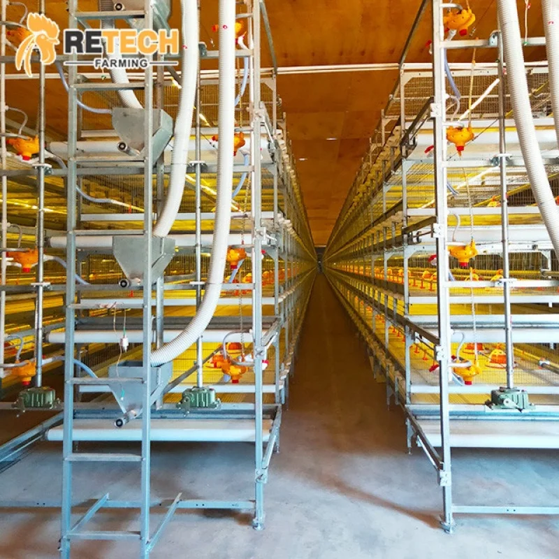 

Автоматическая клетка для сбора бройлеров, клетка для кур, клетка для цыплят на Филиппинах, птице, бройлерная ферма