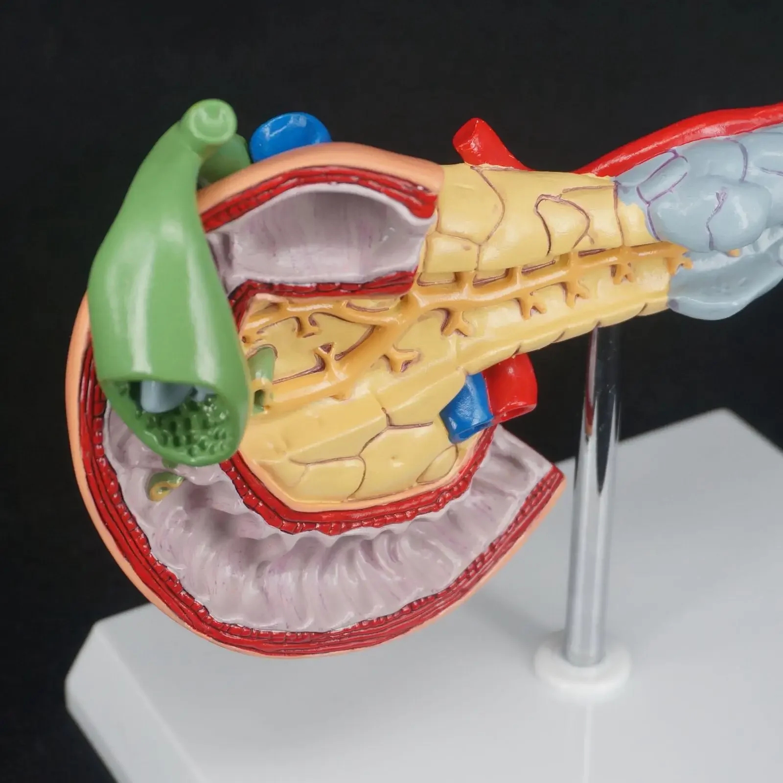 PVC Human Liver Pancreas and Duodenum Anatomical Model Medical Anatomy Teaching Resources