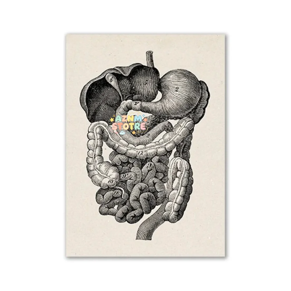 Vintage Human Anatomy Artwork Medical Wall Picture Muscle Skeleton Poster Canvas Art Print Education Hospital Pharmacy Painti