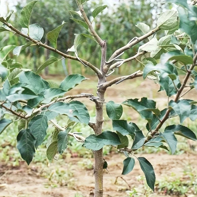 10/30pcs Tools for Bending Fruit Branches,Designed for Shaping Suspending Fruit Branch Extension Devices,M-type branching device
