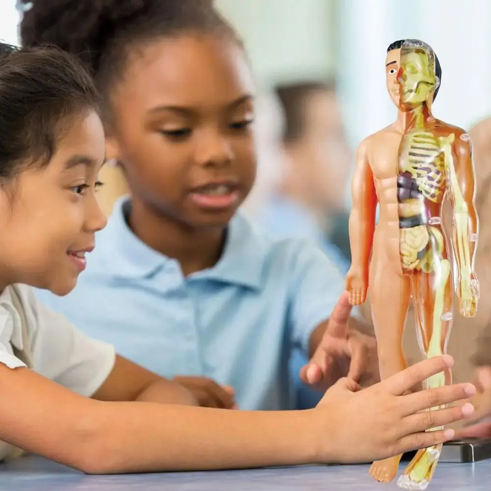 Dos tipos de modelo de anatomía del cuerpo humano 3D, juguete de esqueleto DIY de plástico para niños, ayuda para el aprendizaje temprano de ciencia, juguetes educativos nuevos