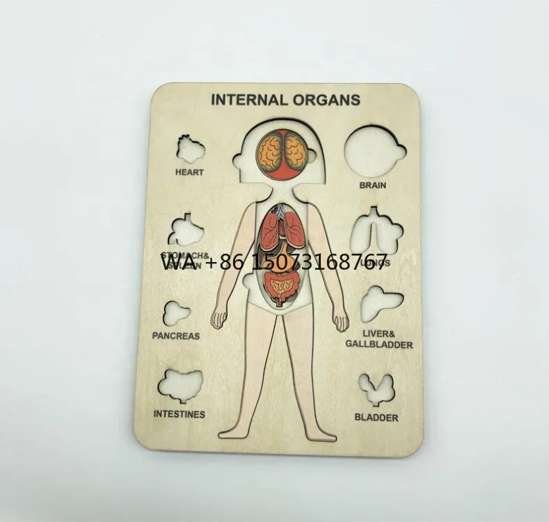 

Human Body Structure Puzzle Toy Set for Kids Educational Wooden Human Body Cognitive Wooden 3D Jigsaw Puzzles for Toddlers