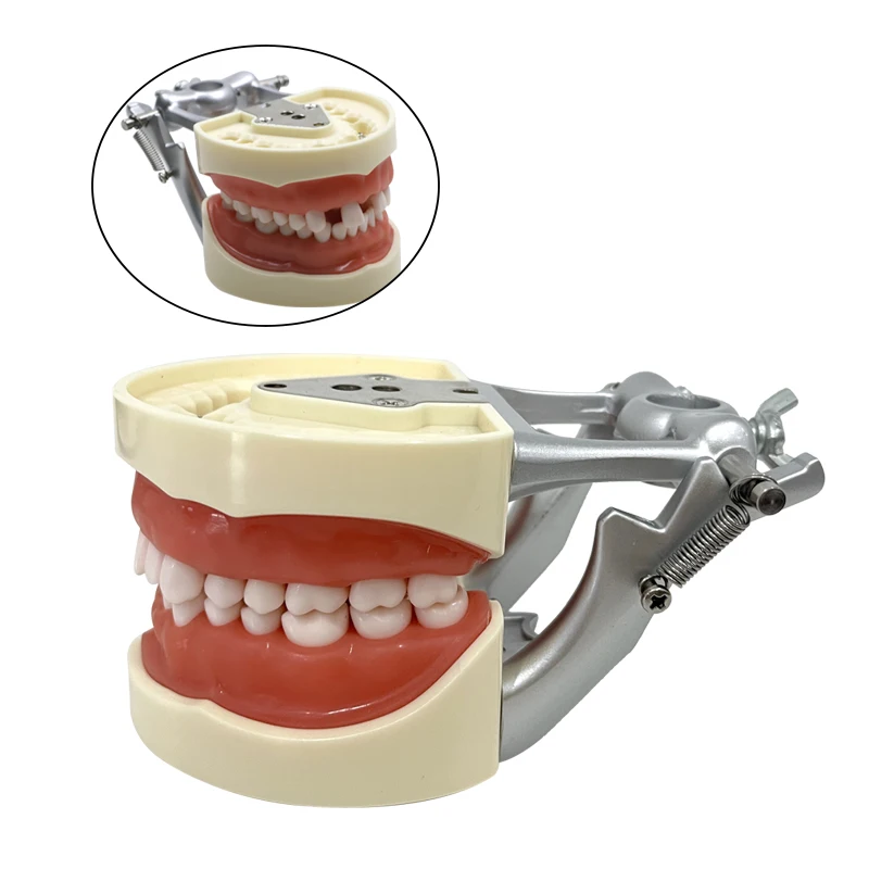 GREATLH Dental 32 Teeth Model Removable Tooth for Dental Practice Training Studying Dentistry Instrument