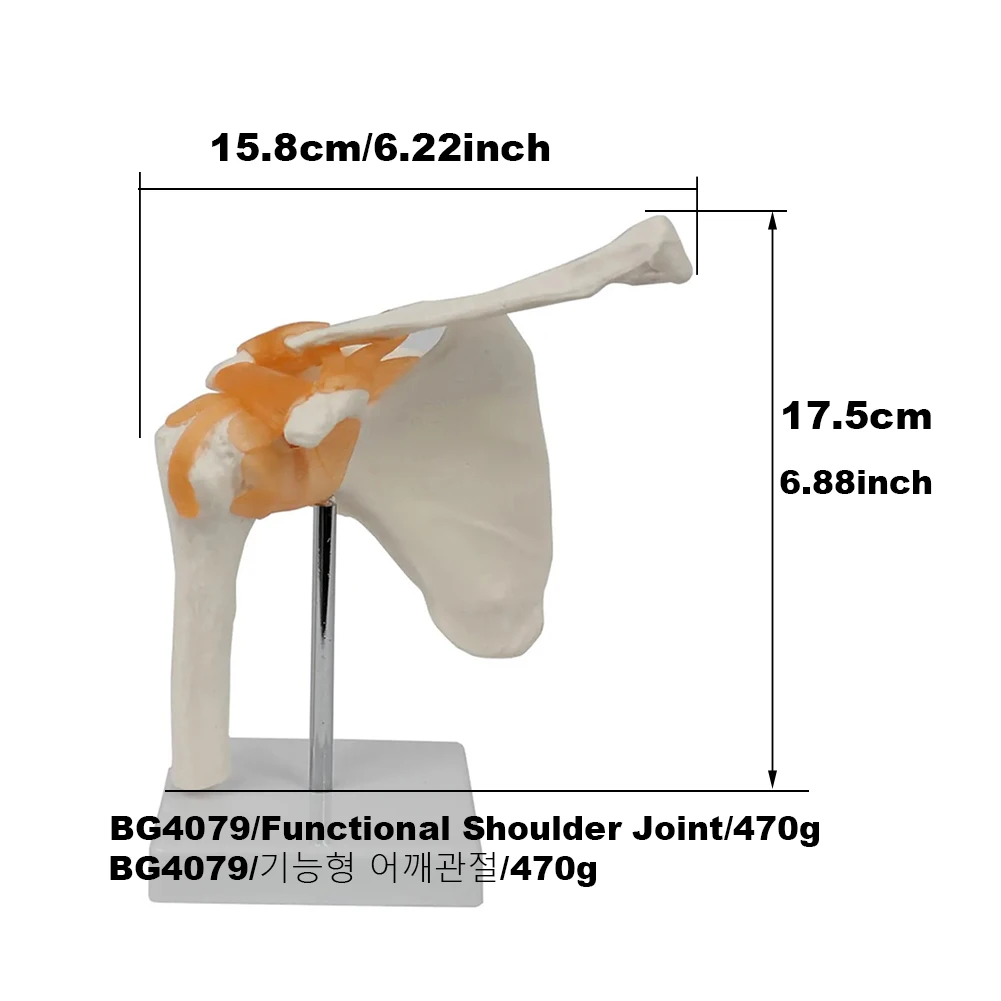 PVC Shoulder Joint Model Human Shoulder Bone Ligament Scapula Clavicle Anatomical Structure Orthopedic Medicine Teaching Mold