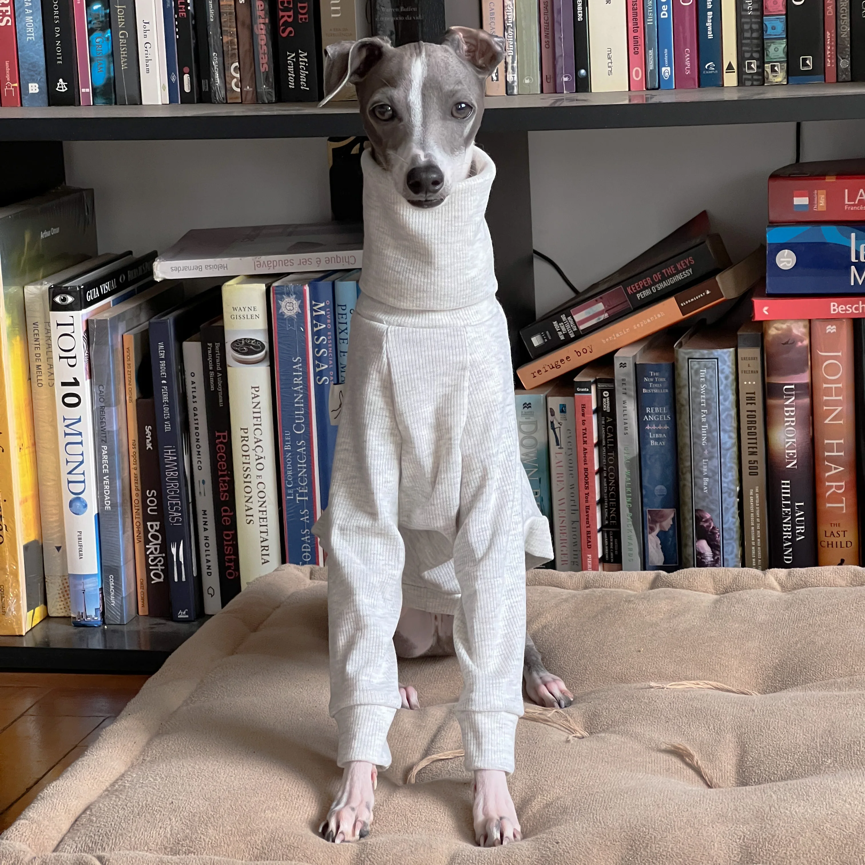 Whippet-ropa de cuello alto para mascotas, suave, gris, algodón, Galgo Italiano