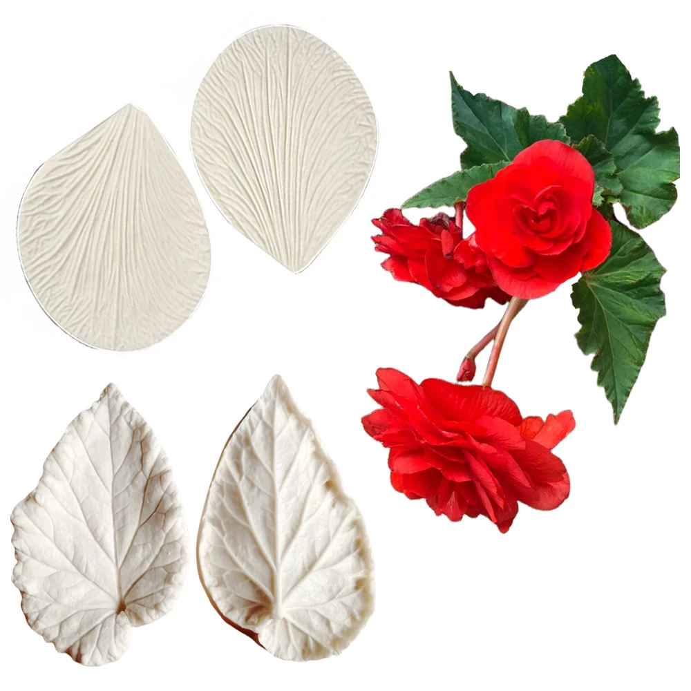 Begonia Tuberous Ve…