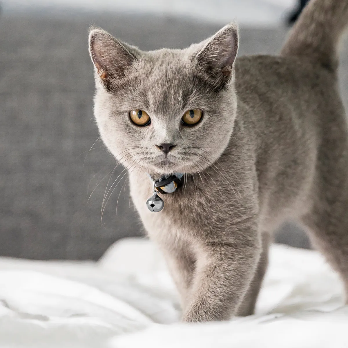 

5pcs 18Mm Pet Bells Accessories Metal Cat Dog Bells Durable Small Pet Collar Bell Jingle Sound Christmas Decoration Silver