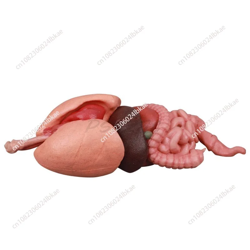 التدريس الطبي للكبد والطحال والرئتين والكلى والهياكل المعدية في نماذج الجهاز البشري نموذج جسم الإنسان #6