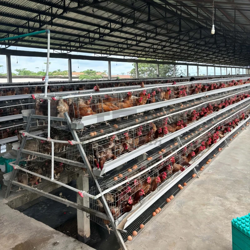 

Machinery Sale In South Africa Aluminium Coops Outdoor Chicken Coop For Farm