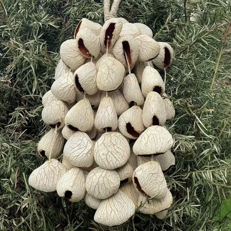 

Fruit Shell Natural Seed Handbell Meditation Accompaniment Instrument Pangi Hand Bells Sound Therapy Healing Musical Instruments