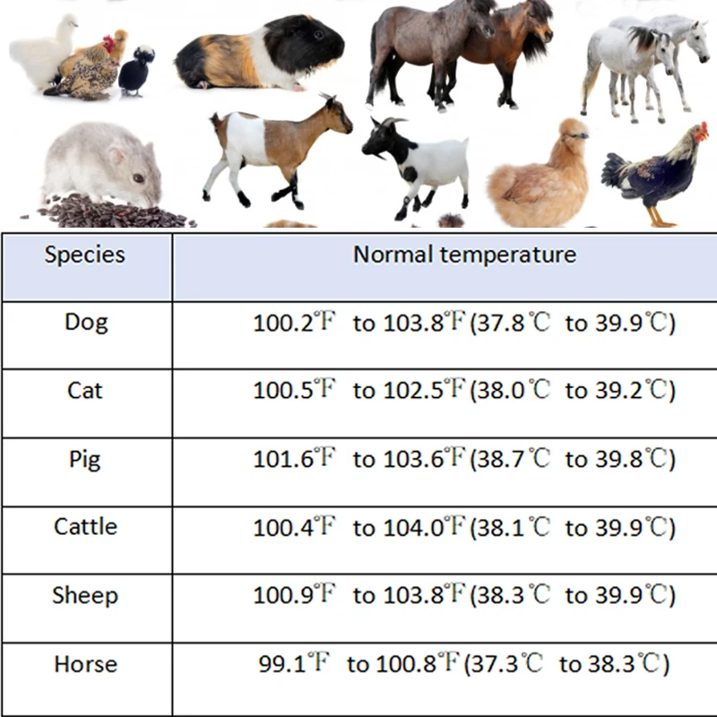 ميزان حرارة سريري رقمي طبي بيطري قابل لإعادة الاستخدام مع طرف مرن لبيوت الدواجن وتشخيص العيادة لاستخدام الحيوانات الأليفة #4
