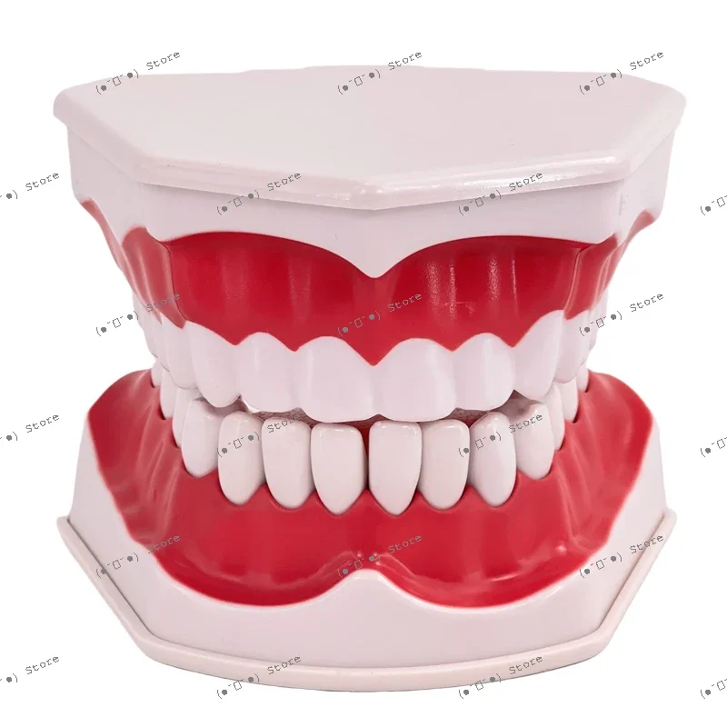 

oral care dental models, children's brushing toys dental demonstration construction