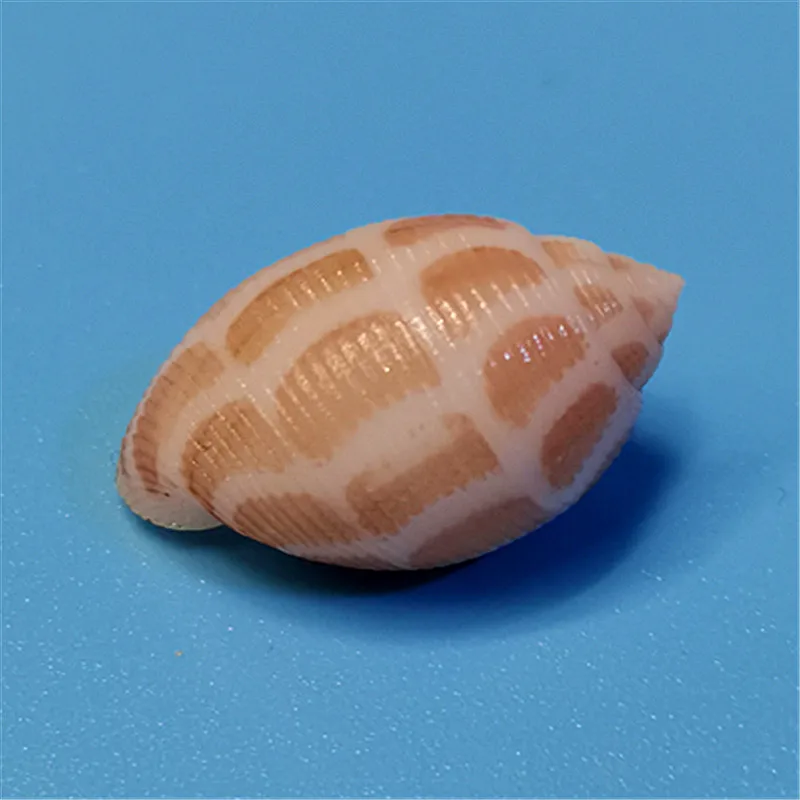 Imagem -05 - Acteon Nipponensis Yamakawa Natural Rare Shell Conch Coleção Microsandscape Decoração Praia Decorações para Casa