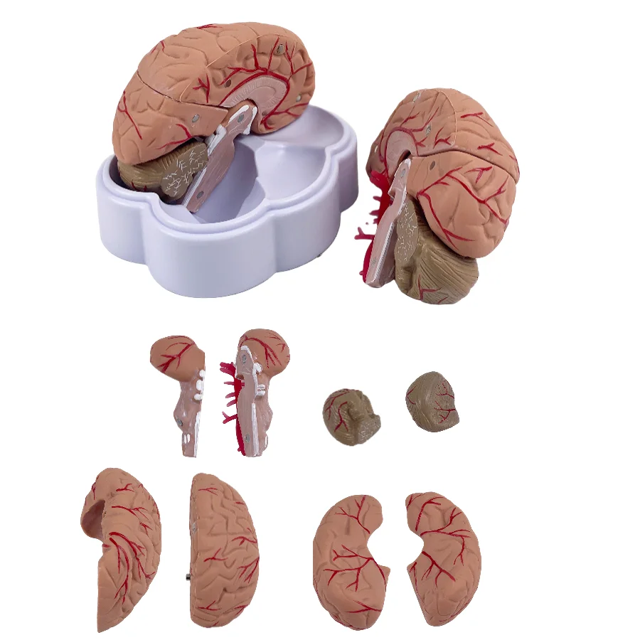 Modello di anatomia cerebrale a grandezza naturale umana in 8 parti Set medico 8 parti di anatomia del modello di arterie cerebrale economica