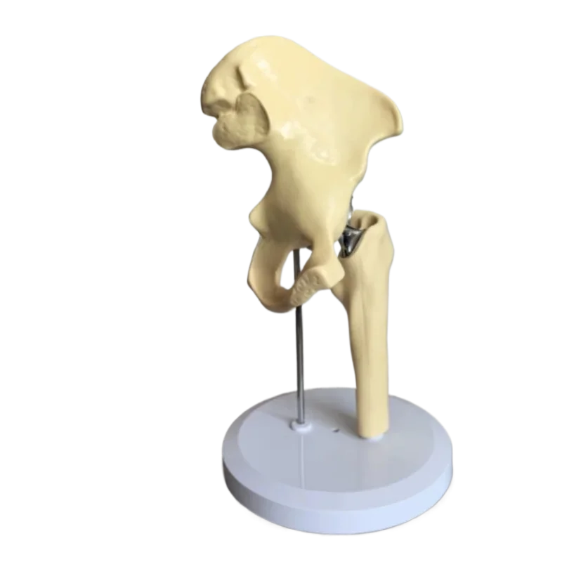 Artificial Hip Joint Model High Quality Medical Teaching Model Material: PVC ABS Plastic Electroplated Parts