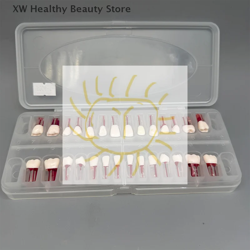 

28 шт./компл., стоматологическая эндодонтическая модель зубов, полный рот, тренировка корневых каналов, учебная модель, эндодонтический блок для зубов, обучение