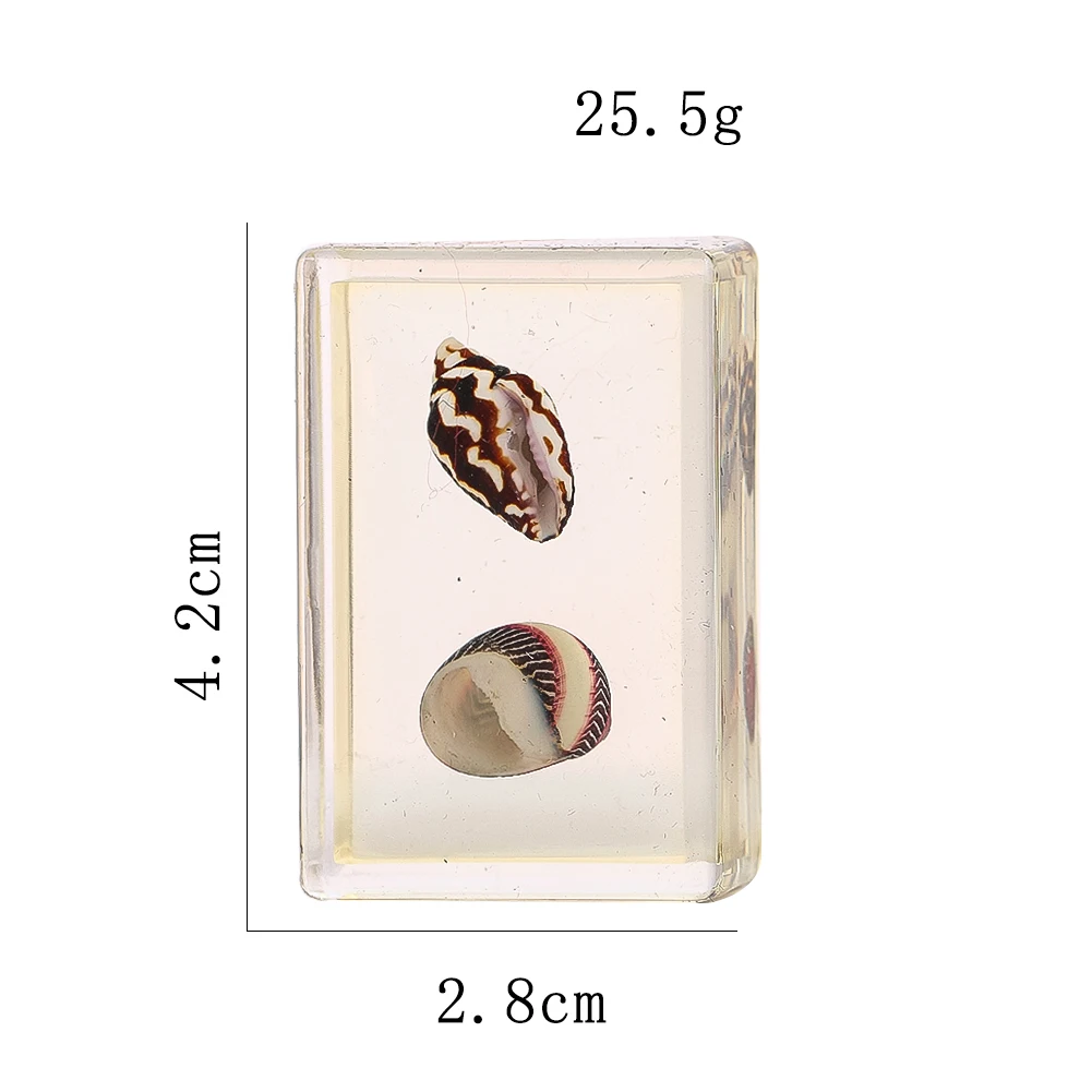 Excellent Resin Column Conch Sample 3D Embedded Microscopic Ocean Shells Natural Wind  Gift Souvenir Home Table Decoration