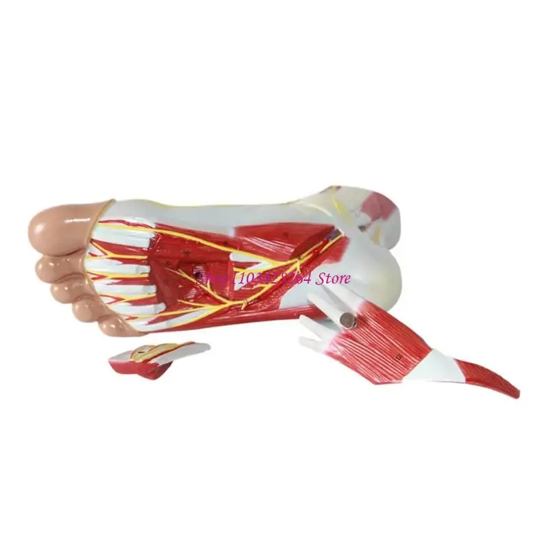 

PVC Large Foot Anatomy Model Showing Muscles Blood Vessels Nerves for Education