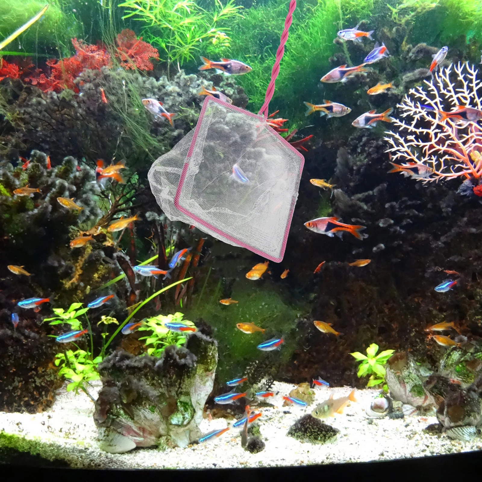

5pcs Fish Net 5 inch 12x10cm Long 46 for Aquarium Practical Durable Fine Mesh Multipurpose Catching Tool Fish Tank Nets Pet