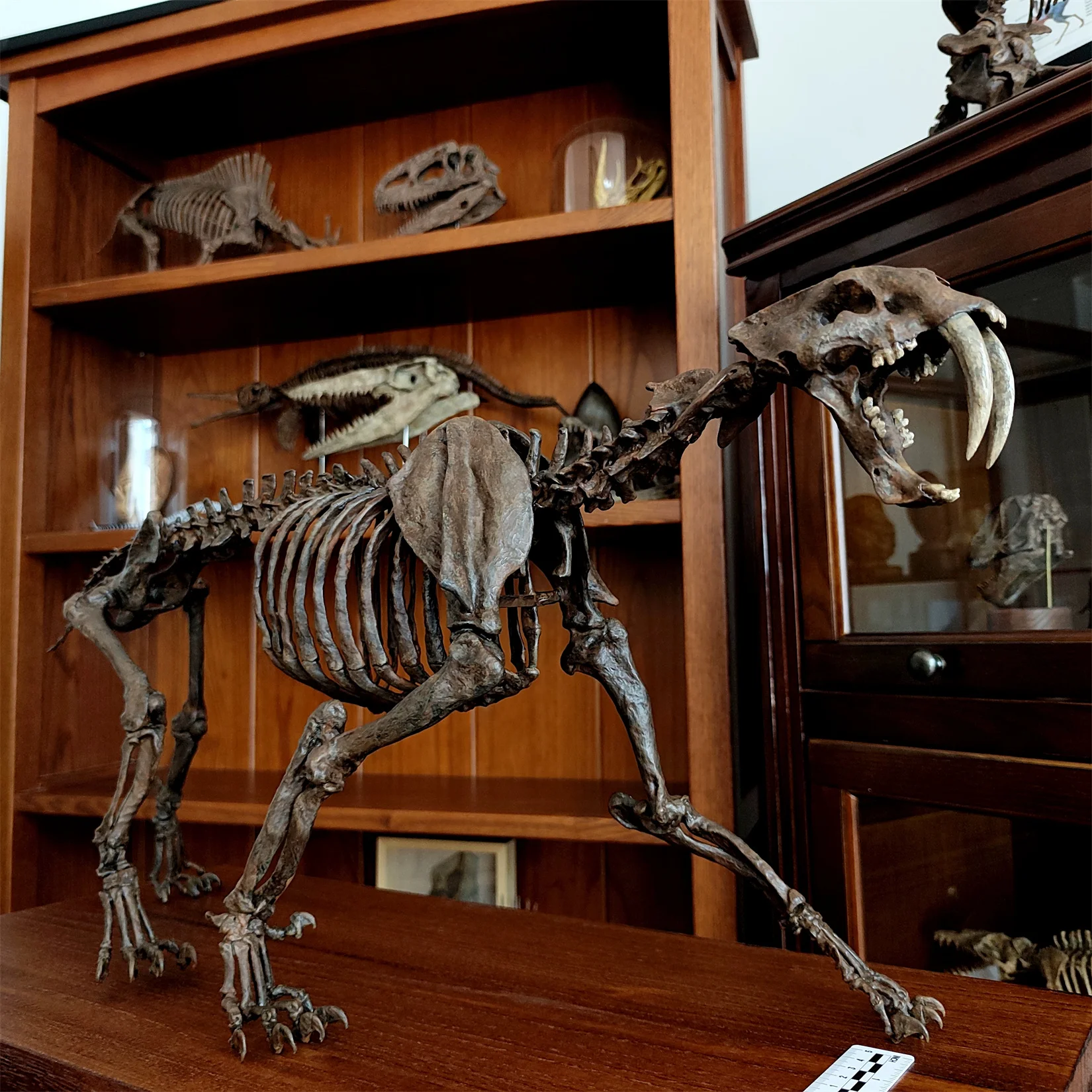 1/5 Smilodon Populator Sabre-toothed Tiger 3D Printed Skeleton Model Prehistoric Animal Scene Decor Collectible Craft Gift