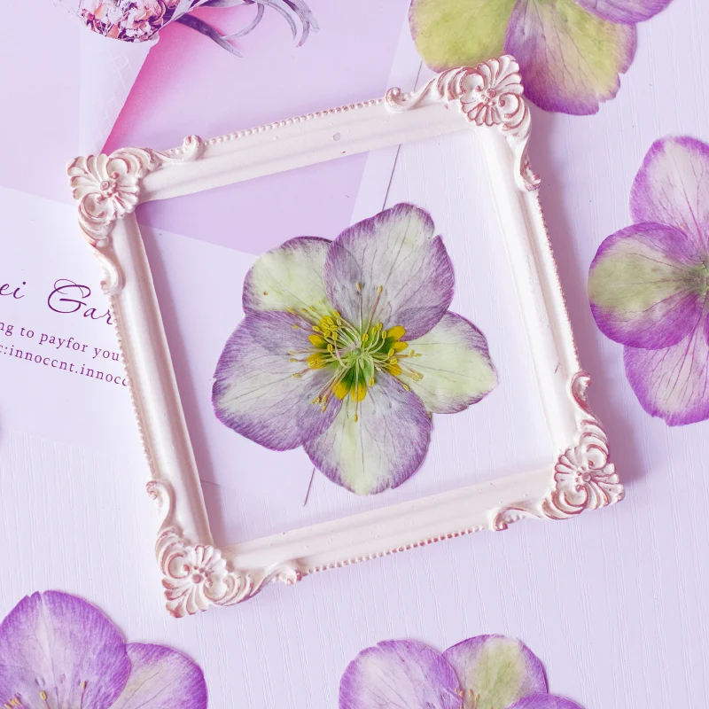Natur gepresster Blumenkopf, großes trockenes Blütenblatt, DIY Tropfkleber, Tischlampen, Aromatherapie, Handyhülle, Festival-Lesezeichen, 6–8 cm/2 Stück – Detail 5