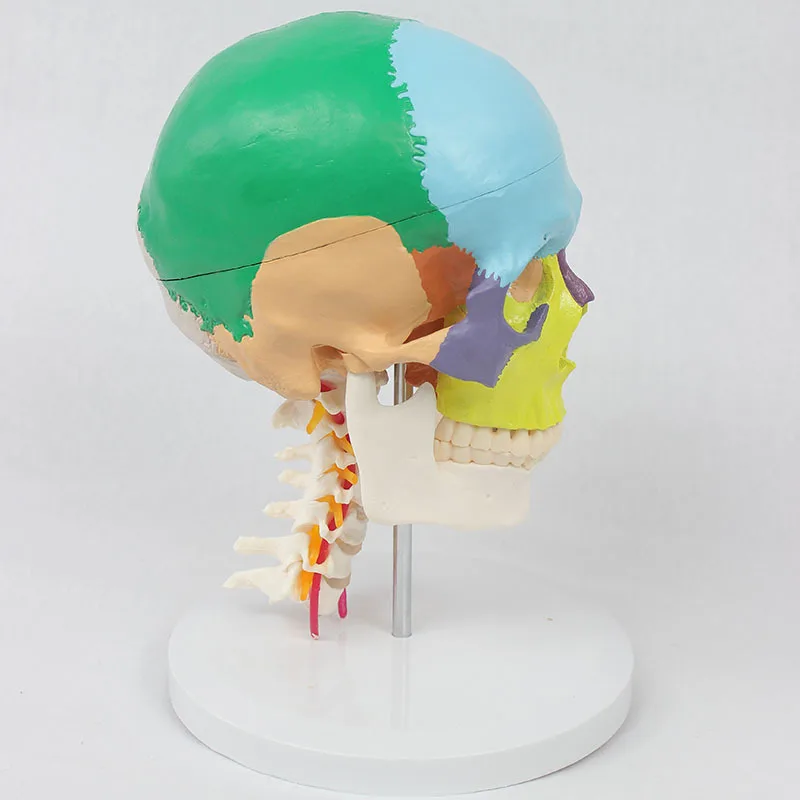 

Human Skeleton Anatomical Cervical Vertebra Model Skull With Colored Bones Cervical Vertebra Sculpture School Supplies