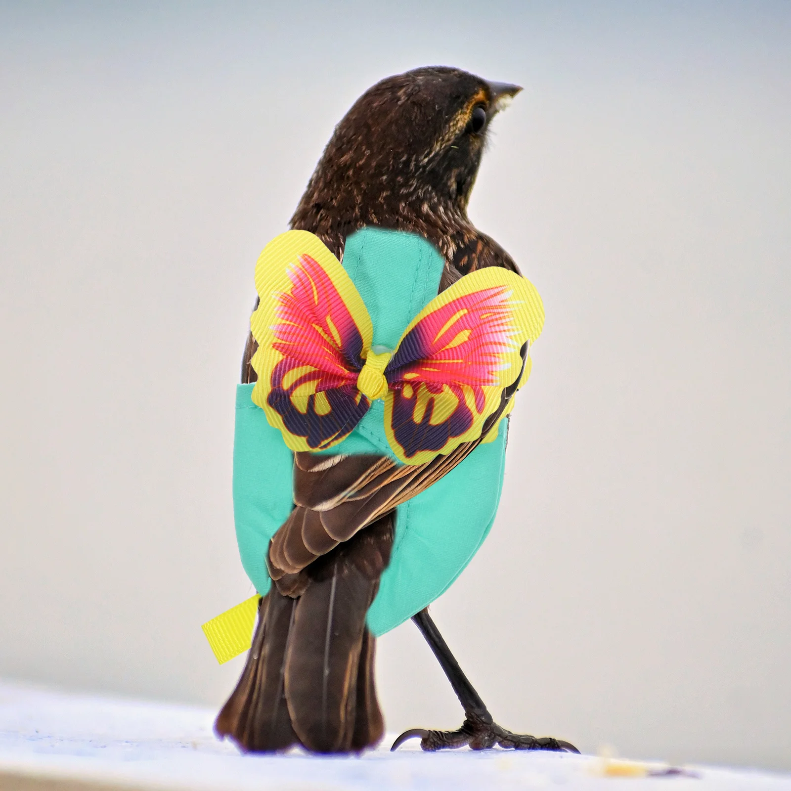 

Bird Diaper Parrot Flying Suit Pink Butterfly Harness Reusable Washable Clothes for Birds Tether Cord Flight Accessories Pet