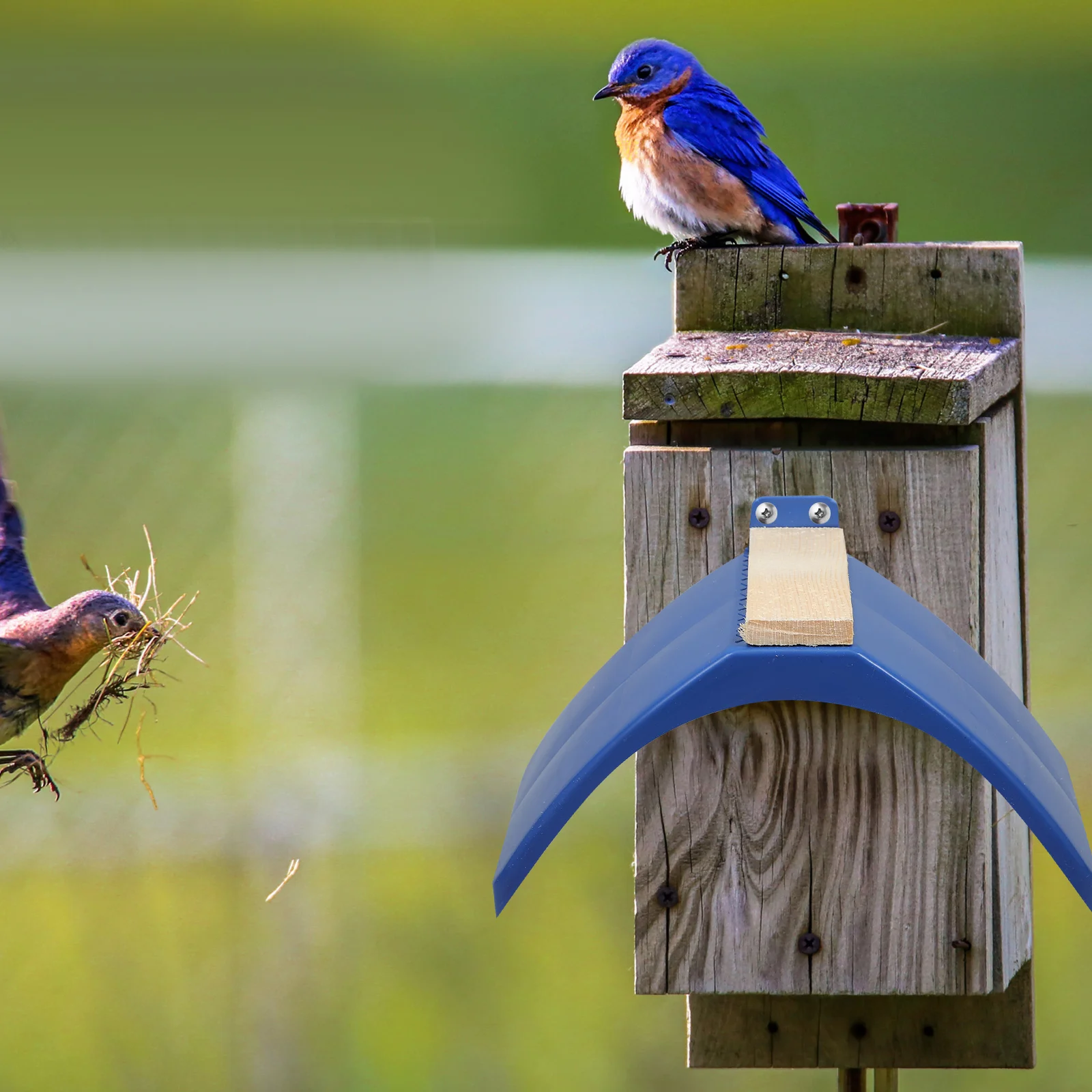 Soporte de descanso para palomas, 10 piezas, multifuncional