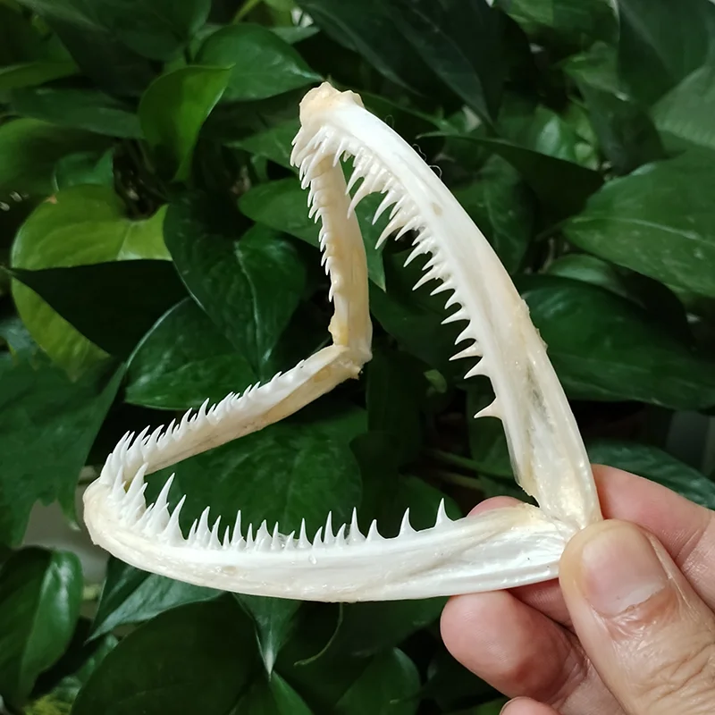 1PC Real Anglerfish Skull Large Fish Mouth Bone Skeleton Animal Specimen Lactoria Cornutus For Taxidermy Science Education 11CM