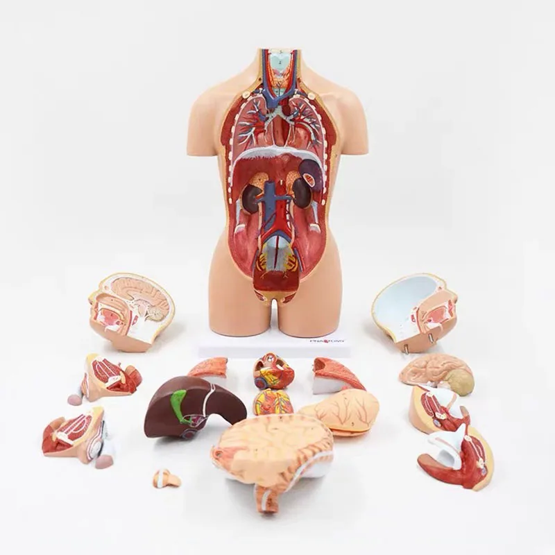 45cm Medical Human Torso Model 16 Parts Anatomy Body Bisexual Anatomical Models Assembled Science Educational